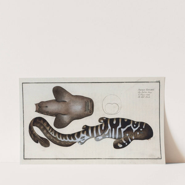 Squalus Fasciatus, The Belted Shark. (1785-1797) by Marcus Elieser Bloch