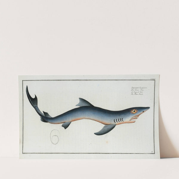 Squalus Glaucus, The Blue Shark. (1785-1797) by Marcus Elieser Bloch