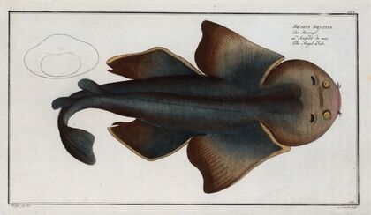 Squalus Squatina, The Angel FIsh.