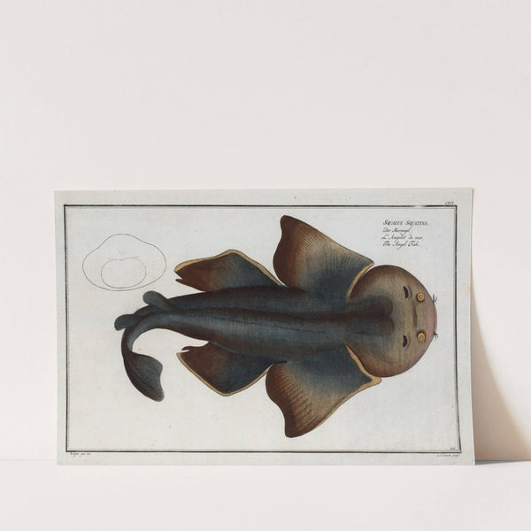 Squalus Squatina, The Angel FIsh. by Marcus Elieser Bloch