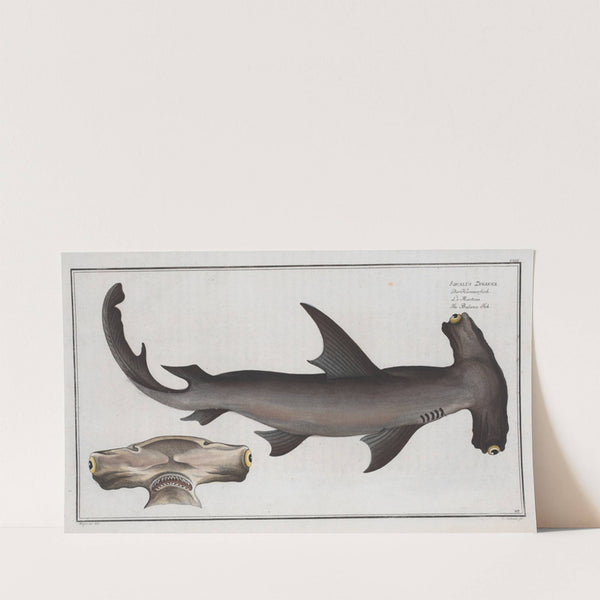 Squalus Zygaena, The Balance Fish. (1785-1797) by Marcus Elieser Bloch