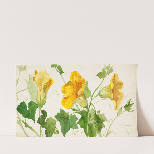 Squash or Pumpkin Plant (early 20th century) by Sophia Louise Crownfield