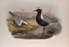 Squatarola helvetica (1862-1873)