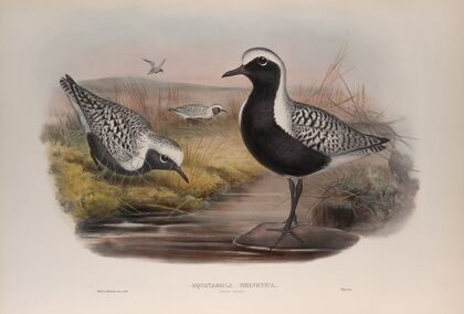 Squatarola helvetica (1862-1873)