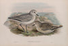 Squatarola helvetica. Plumage of Winter and young of the year. (1862-1873)