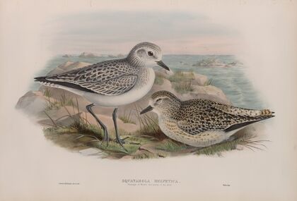 Squatarola helvetica. Plumage of Winter and young of the year. (1862-1873)