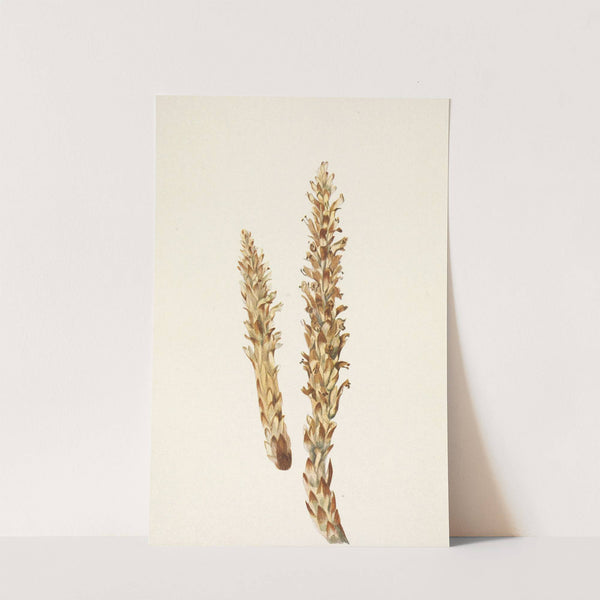 Squawroot. Conopholis americana (1925) by Mary Vaux Walcott