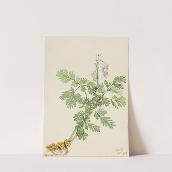 Squirrel Corn (Bikukulla canadensis) (1920) by Mary Vaux Walcott