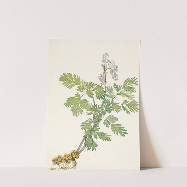 Squirrelcorn. Bikukulla canadensis (1925) by Mary Vaux Walcott