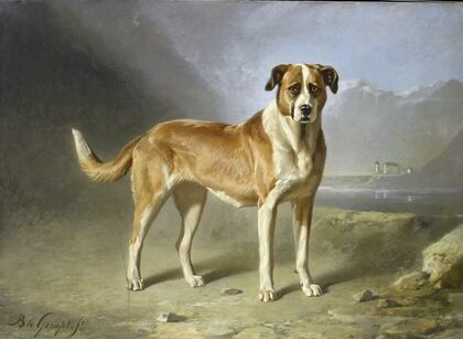 St Bernard Dog
