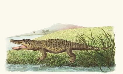 St Domingo Crocodile