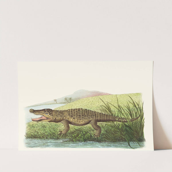 St Domingo Crocodile by George Shaw