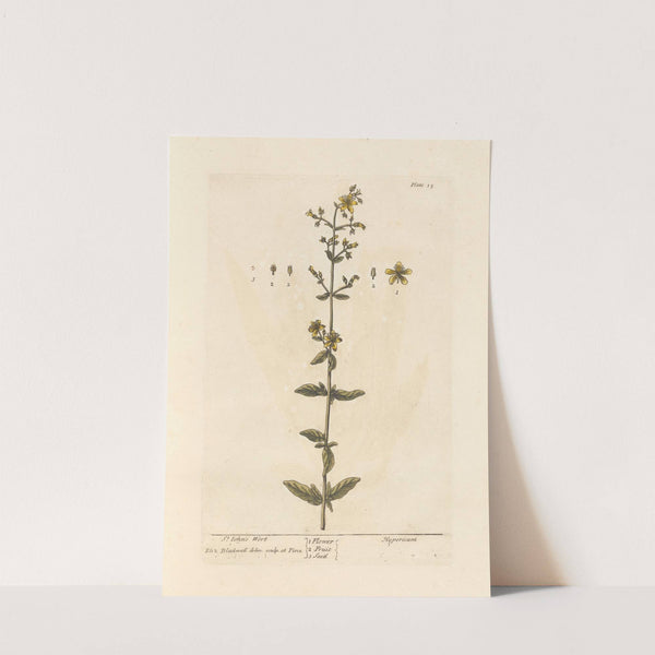 St. John's wort by Elizabeth Blackwell