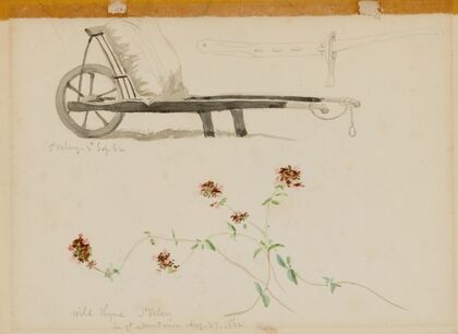 St. Valery-Blow-Wild Thyme