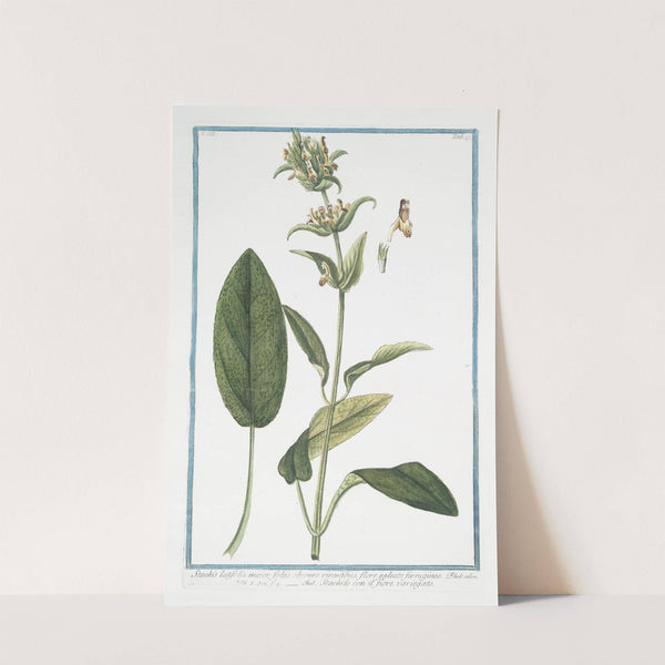 Stachis latifolia maiorm foliis obscure virentibus, flore galeato ferrugineo - Stachide con il fiore variegato. (Wideleaf hedgenettle) by Giorgio Bonelli