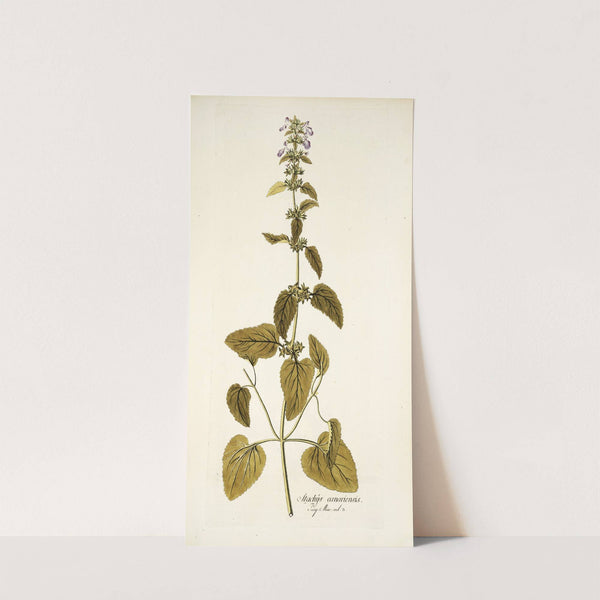 Stachys canariensis by Nikolaus Joseph Freiherr von Jacquin