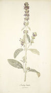 Stachys lanata