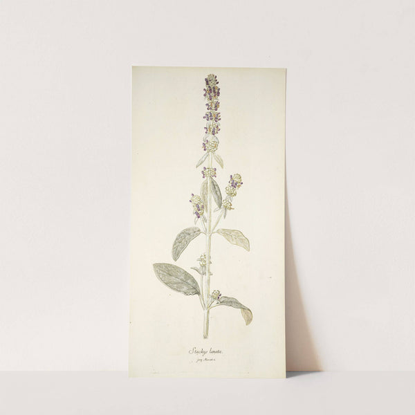 Stachys lanata by Nikolaus Joseph Freiherr von Jacquin