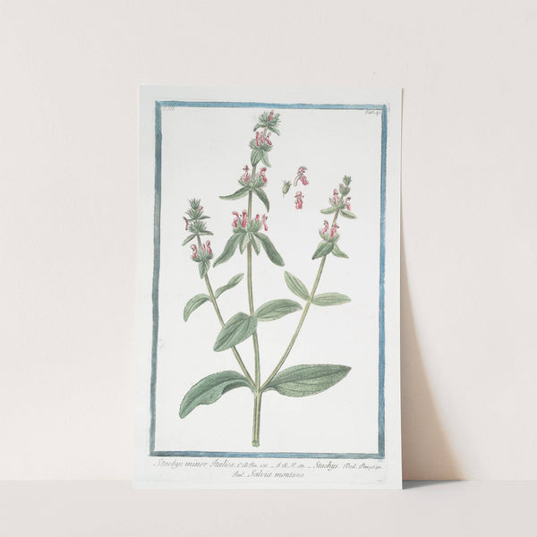 Stachys minor Italica - Stachys - Salvia Montana. (Hedge nettle, Betony, Wundwort) by Giorgio Bonelli