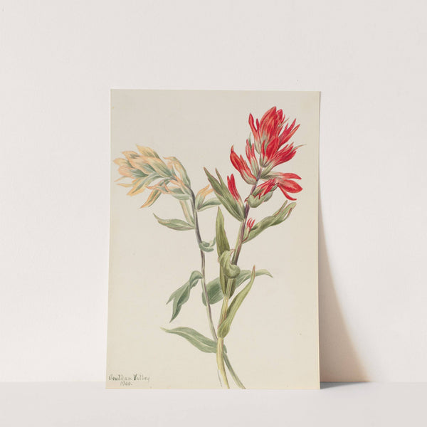 Stachys palustria (1900) by Mary Vaux Walcott