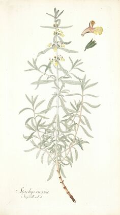 Stachys rugosa