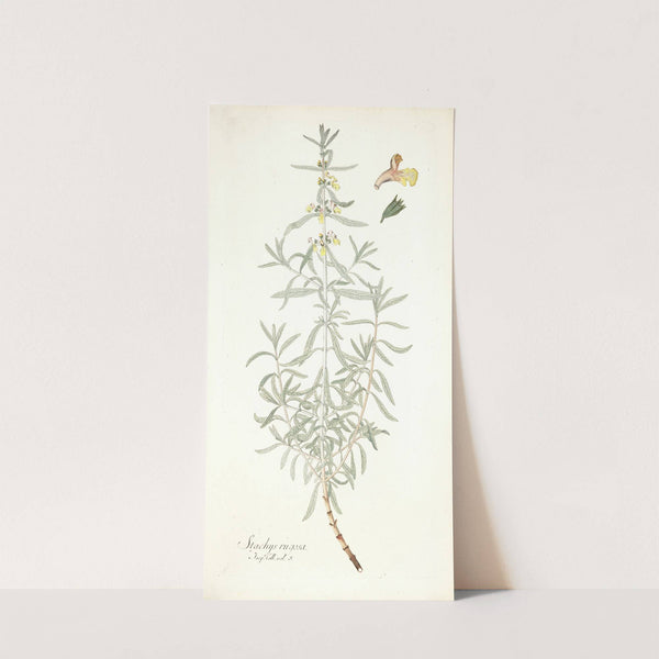 Stachys rugosa by Nikolaus Joseph Freiherr von Jacquin
