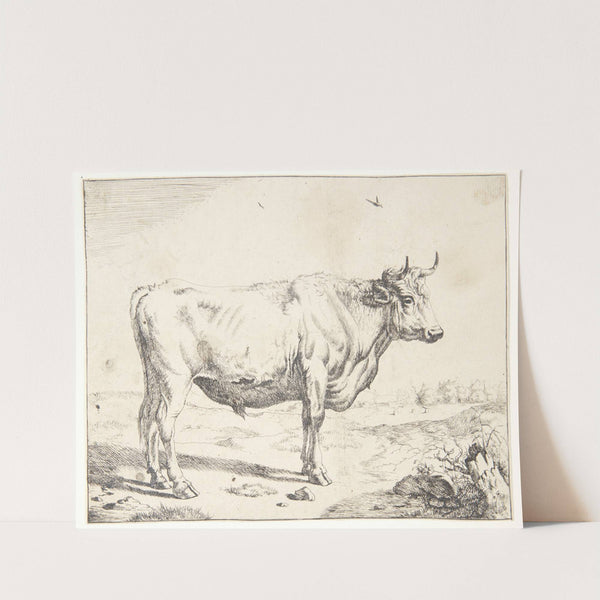 Stående stud by Marcus de Bye