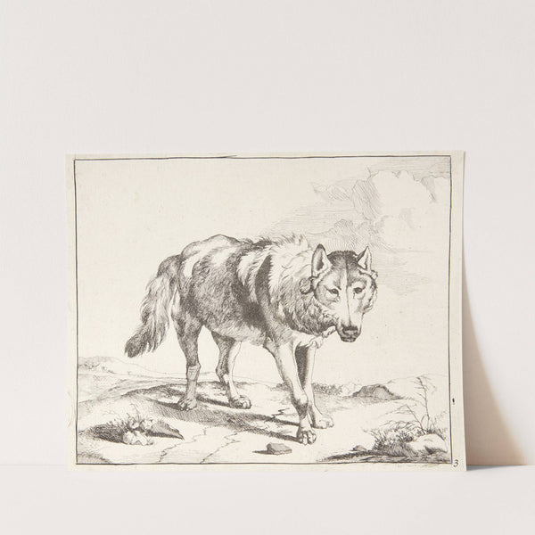 Stående ulv, vendt trekvart mod højre by Marcus de Bye