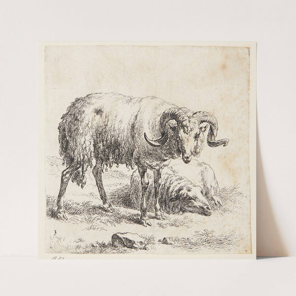 Stående vædder og et liggende får 3 by Nicolaes Pietersz. Berchem