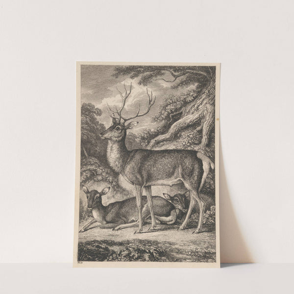 Stag (1823) by Samuel Howitt