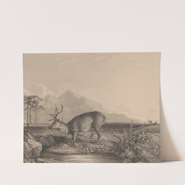 Stag at the Edge of a Pond by Newton Limbird Smith Fielding