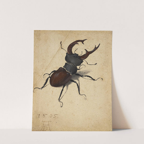 Stag Beetle (1505) by Albrecht Dürer