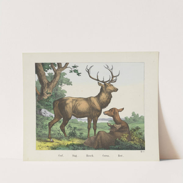 Stag (1829-1880) by Joseph Scholz