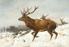 Stags in the Snow