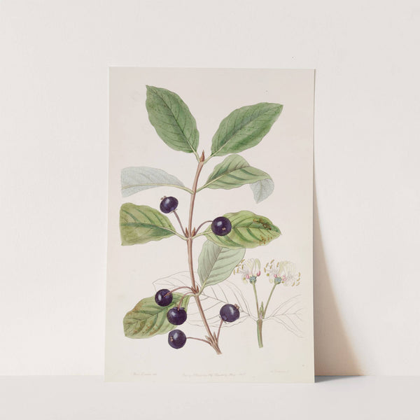 Stained Fly Honeysuckle by Sydenham Edwards