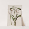 Stalk-flowered Ismene by Sydenham Edwards
