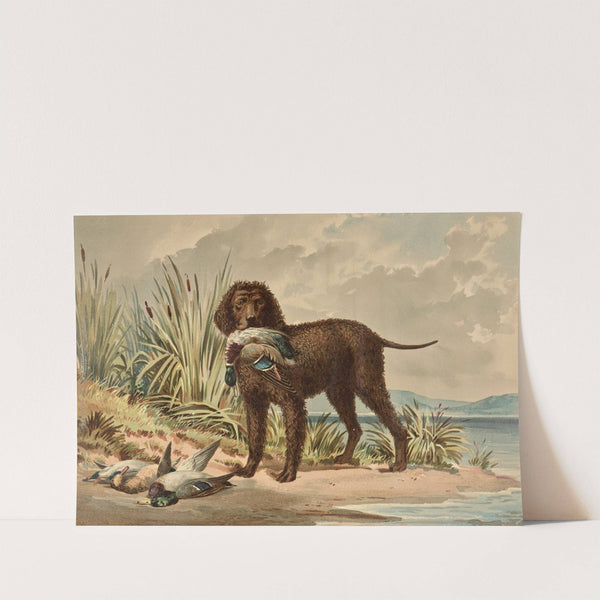 Standing Curly Coated Retriever, Mallard Duck in mouth, three more ducks on ground (1880) by Alexander Pope Jr.