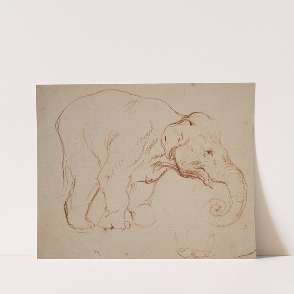 Standing elephant (1792) by Daniel Nikolaus Chodowiecki