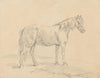 Standing Horse