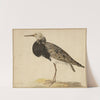 Standing Ruff (1677) by Gerardus van Veen