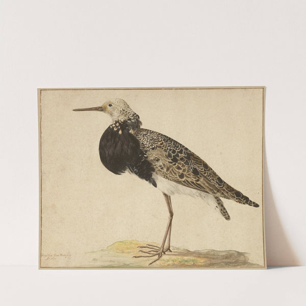 Standing Ruff (1677) by Gerardus van Veen