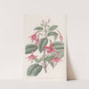 Standish's Fuchsia by Sydenham Edwards