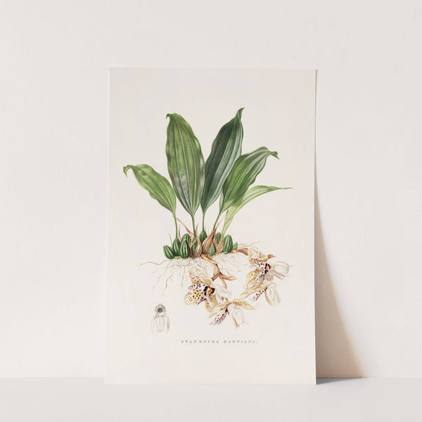Stanhopea Martiana (1837-1843) by James Bateman