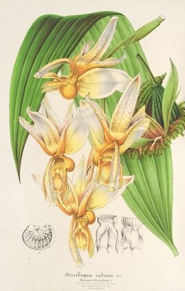 Stanhopea radiosa