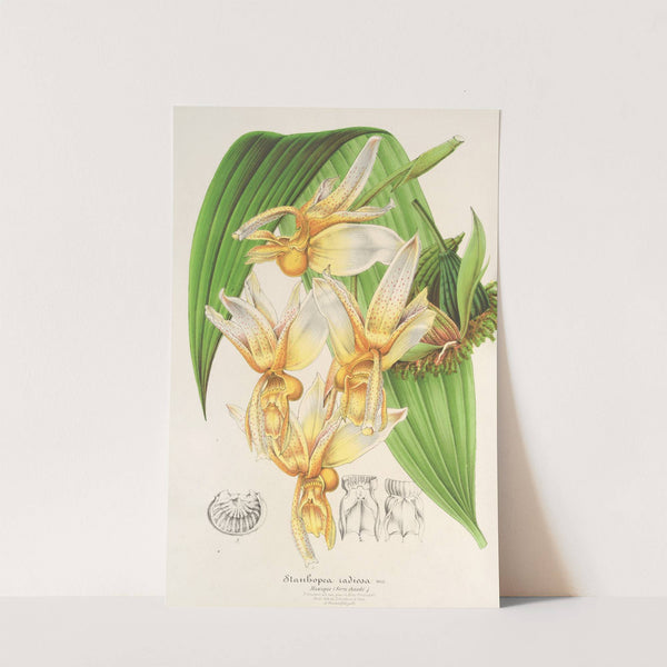Stanhopea radiosa by Charles Antoine Lemaire