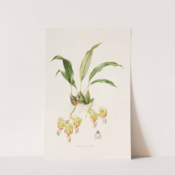 Stanhopea Saccata (1837-1843) by James Bateman