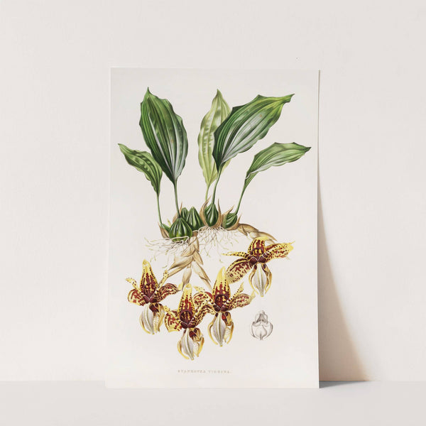 Stanhopea Tigrina (1837-1843) by James Bateman