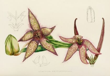 Stapelia Gettleffii — size preview