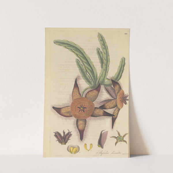Stapelia hirsuta by William Jackson Hooker