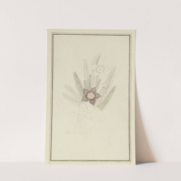 Stapelia hirsute L. (Starfish flower) by Robert Jacob Gordon